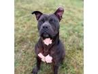 Adopt Ruger a Black American Pit Bull Terrier / Mixed dog in Xenia