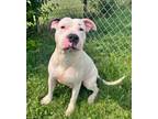 Adopt Bessy a White American Pit Bull Terrier / Mixed dog in Xenia