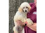 Adopt Quinn a Tan/Yellow/Fawn Miniature Poodle / Mixed dog in Joplin