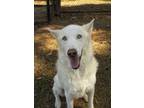 Adopt Cooper 47630 a White Husky / German Shepherd Dog / Mixed dog in Aiken