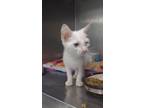 Adopt BRADY a White Domestic Shorthair / Domestic Shorthair / Mixed cat in