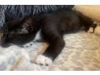 Adopt Cheese a Black & White or Tuxedo Domestic Shorthair (short coat) cat in