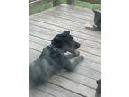 Adopt Livvy a Black Labrador Retriever / Mixed dog in Zebulon, NC (38643052)
