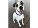 Adopt Chuck Norris a White Labrador Retriever / Mixed dog in San Antonio