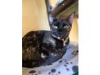 Adopt Ashley a All Black Domestic Shorthair / Domestic Shorthair / Mixed cat in