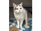 Adopt Mandy a White Domestic Shorthair / Domestic Shorthair / Mixed cat in