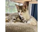 Adopt Reep a Gray or Blue Domestic Shorthair / Domestic Shorthair / Mixed cat in