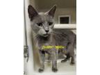 Adopt 23-0997 Millie a Gray or Blue Domestic Shorthair / Domestic Shorthair /