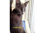 Adopt 23-0985 Mike a Gray or Blue Domestic Shorthair / Domestic Shorthair /