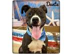 Adopt Dante a Black - with White Mixed Breed (Large) / Mixed dog in Flint