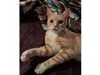 Adopt Sbaz a Orange or Red Tabby Domestic Shorthair (short coat) cat in Houston