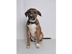 Adopt Dixon a Brindle Mixed Breed (Medium) dog in Jefferson City, MO (38787867)