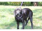 Adopt Onyx a Black Labrador Retriever / Mixed dog in Conway, AR (38836047)
