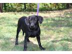 Adopt Ebony a Black Labrador Retriever / Mixed dog in Conway, AR (38835843)