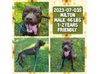 Adopt 2023-07-035 *Milton* a Labrador Retriever / Mixed dog in Winder