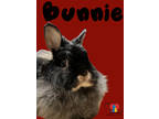 Adopt Bunnie a Black Angora, English / Other/Unknown / Mixed rabbit in Grand