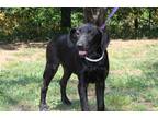 Adopt Raven a Black Labrador Retriever / Mixed dog in Conway, AR (38835804)