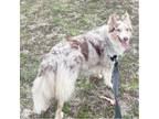 Adopt Ellie a Merle Australian Shepherd / Mixed dog in Fayettteville