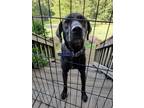 Adopt Bear a Black Boxer / Retriever (Unknown Type) dog in Acworth