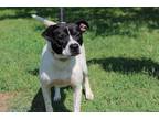 Adopt Tony a White - with Black American Staffordshire Terrier / Mixed dog in