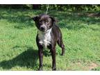 Adopt Tucker a Black - with White Australian Cattle Dog / Mixed dog in Conway