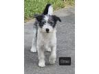 Adopt Carson a White Schnauzer (Miniature) / Mixed dog in Santa Fe