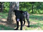 Adopt Gilly a Black - with White Labrador Retriever / Mixed dog in Conway