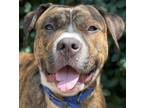 Adopt Barry B. Benson a Brown/Chocolate American Pit Bull Terrier / Mixed Breed