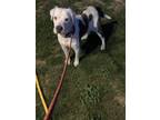 Adopt Lindsey a White - with Gray or Silver Labrador Retriever / Mixed dog in