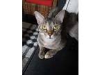 Adopt Magnolia a Domestic Shorthair / Mixed (short coat) cat in Mooresvillle