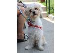Adopt Muppet a White Poodle (Miniature) / Mixed dog in Harrison, NY (38664062)
