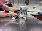 Adopt Bam Bam a Gray or Blue Domestic Shorthair / Domestic Shorthair / Mixed cat