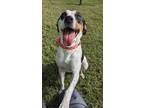 Adopt Claire a White Catahoula Leopard Dog / Mixed dog in Springfield