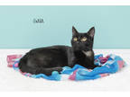 Adopt Gala a All Black Domestic Shorthair / Domestic Shorthair / Mixed cat in