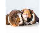 Adopt S'mores a Brown or Chocolate Guinea Pig / Guinea Pig / Mixed small animal