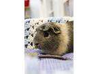 Adopt Louie a Guinea Pig small animal in Indiana, PA (38806471)