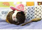 Adopt Leo a Guinea Pig small animal in Indiana, PA (38806472)