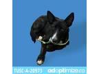 Adopt Bug a Brindle Shepherd (Unknown Type) / Mixed dog in Tuscaloosa