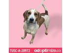 Adopt Lila a Brown/Chocolate Hound (Unknown Type) / Mixed dog in Tuscaloosa