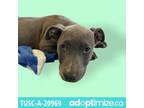 Adopt Veronica a Gray/Silver/Salt & Pepper - with Black Pit Bull Terrier / Mixed