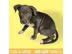 Adopt Victor a Gray/Silver/Salt & Pepper - with Black Pit Bull Terrier / Mixed
