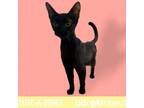 Adopt Pineapple a All Black Domestic Shorthair / Mixed cat in Tuscaloosa