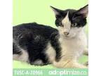 Adopt Trudy a All Black Domestic Shorthair / Mixed cat in Tuscaloosa