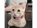 Adopt Whispurr a Orange or Red Domestic Shorthair / Domestic Shorthair / Mixed