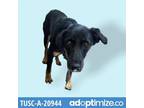 Adopt Moana a Black Shepherd (Unknown Type) / Mixed dog in Tuscaloosa