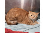 Adopt Abigail a Orange or Red Domestic Shorthair / Domestic Shorthair / Mixed