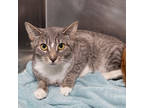 Adopt Bumble Bee a Gray or Blue Domestic Shorthair / Domestic Shorthair / Mixed