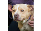 Adopt Creed a Tan/Yellow/Fawn American Pit Bull Terrier / Mixed dog in