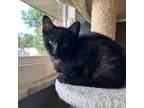 Adopt Magic a All Black Domestic Shorthair / Mixed cat in Irwin, PA (38585873)