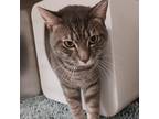 Adopt Pino a Gray or Blue Domestic Shorthair / Mixed cat in Titusville